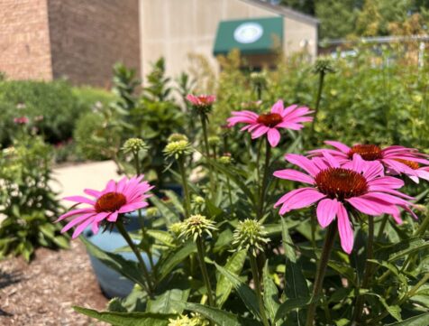 garden